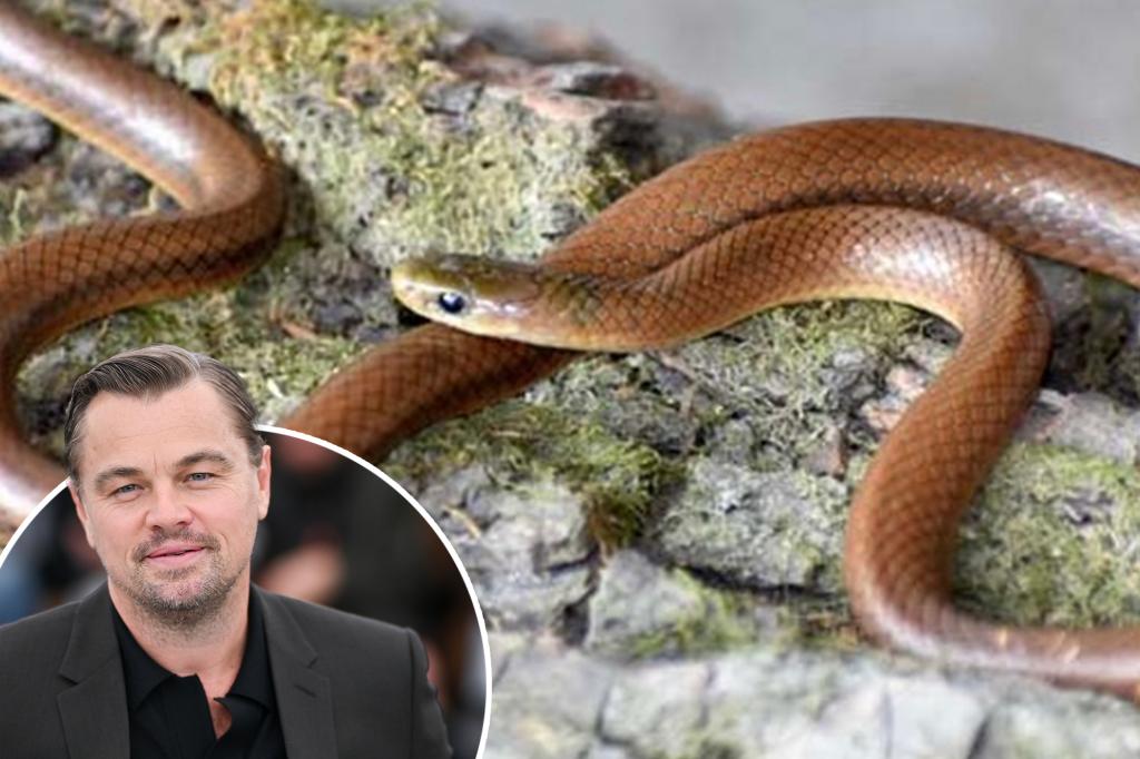 Newly Discovered Snake Species Named After Leonardo DiCaprio - Here's Why