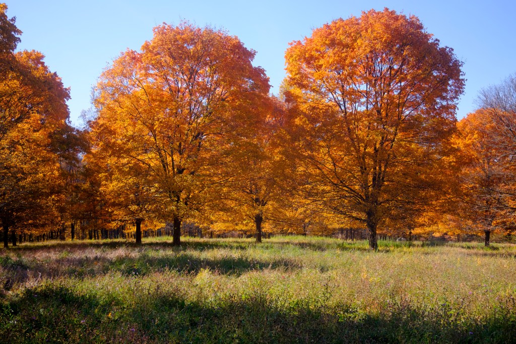 Golden maple trees illuminated by morning light at the Storm King Art Center in New Windsor, NY